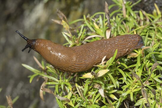 Portuguese slug (Arion lusitanicus), Baden-W&uuml;rttemberg, Germany