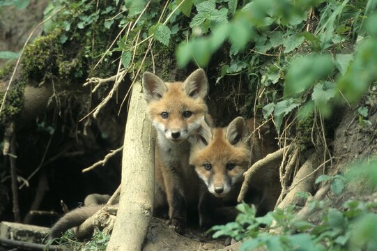 Red Fox (Vulpes vulpes), young animals in a burrow