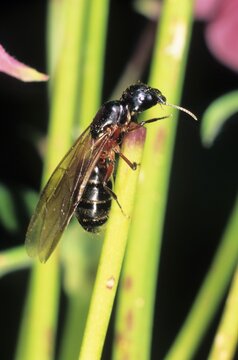 Carpenter Ant (Camponotus ligniperda), Queen before her mating flight