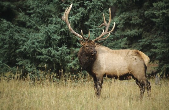 Wapiti or elk (Cervus canadensis), bull in rutting season in autumn, Jasper National Park, Alberta, Canada