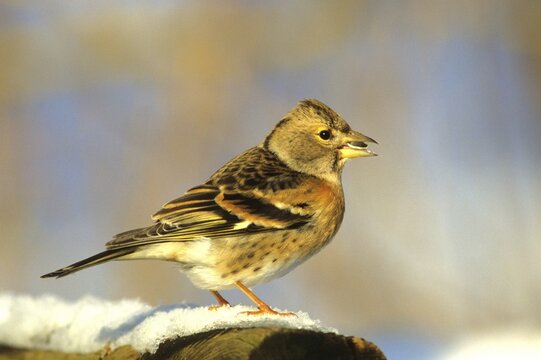 Brambling (Fringilla montifringilla) at a feeding place in winter