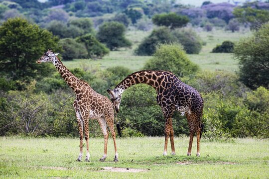 Masai giraffes (Giraffa camelopardalis tippelskirchi), animal pair, mating behaviour, Serengeti National Park, Tanzania