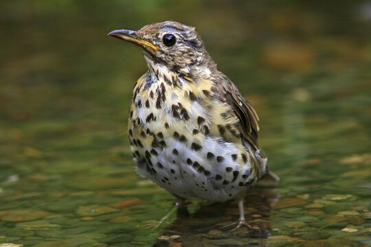 Song Thrush (Turdus philomelos) bathing in a stream