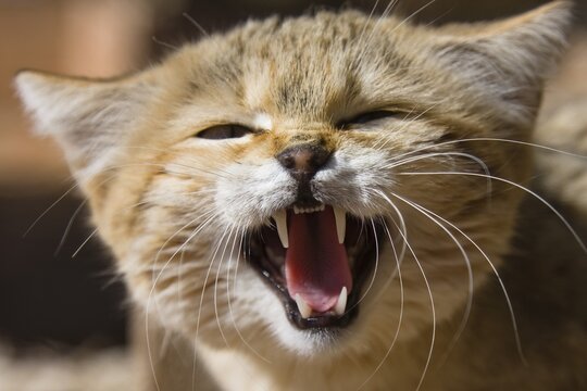 African Wildcat (Felis silvestris lybica), snarling, Libya, North Africa, Africa