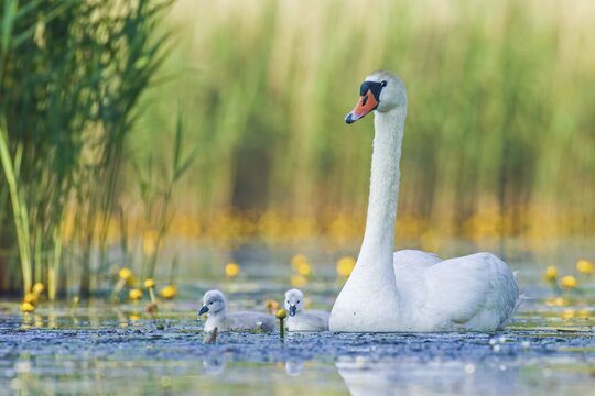 Mute swan (Cygnus olor) with cygnets in the water, Saxony-Anhalt, Germany