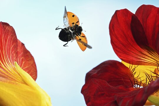 Seven-spott ladybird (Coccinella septempunctata) in flight on the flower of a nasturtium (Tropaeolum), Germany