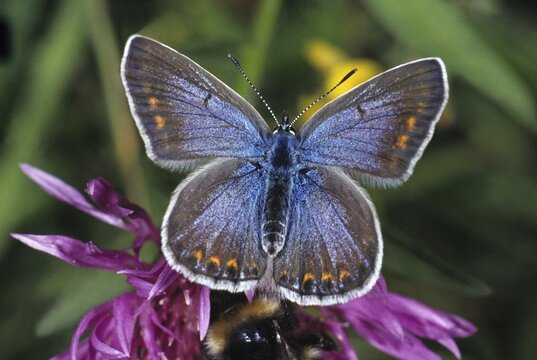 Common Blue (Polyommatus icarus), female