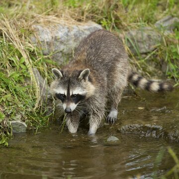 Common Raccoon, Northern Raccoon or North American Raccoon (Procyon lotor), captive, Lower Saxony, Germany