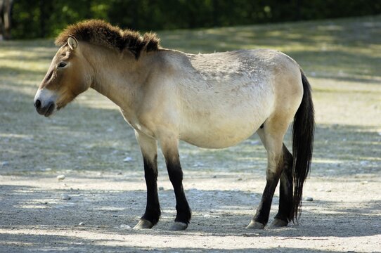 Wild horse Tarpan (Equus ferus ferus), back breeding, zoo Hellabrunn, Munich, Bavaria, Germany