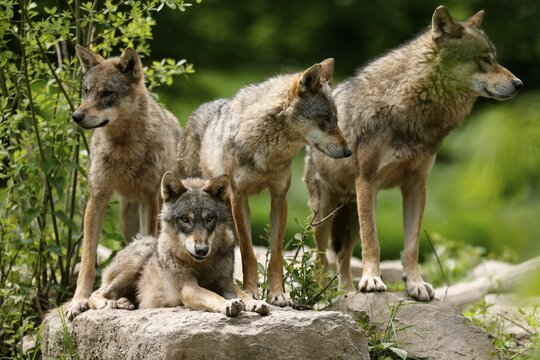 European wolves (Canis lupus) standing on rocks, Germany