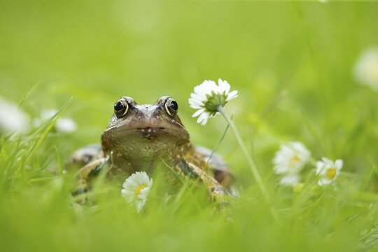 Common frog (Rana temporaria) adult amphibian on a garden lawn with flowering daisies, Suffolk, England, United Kingdom