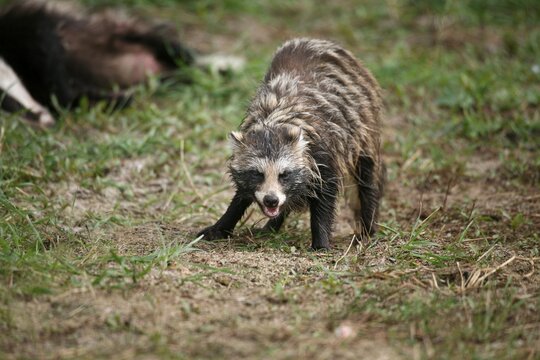 Raccoon Dog (Nyctereutes procyonoides)