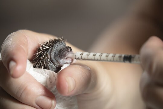 European hedgehog (Erinaceus europaeus) juvenile baby animal being fed milk from a syringe while in a humans hand, Suffolk, England, United Kingdom