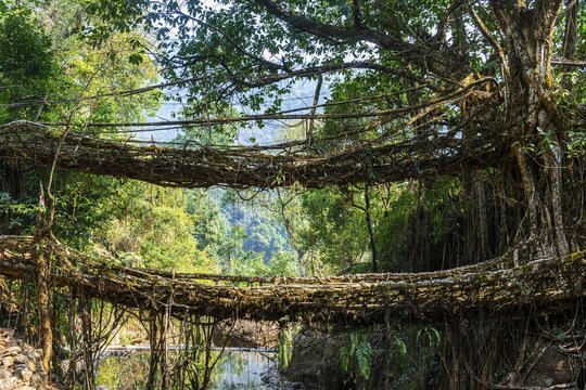 Double Decker Living Root Bridge, Sohra or Cherrapunjee, Meghalaya, India