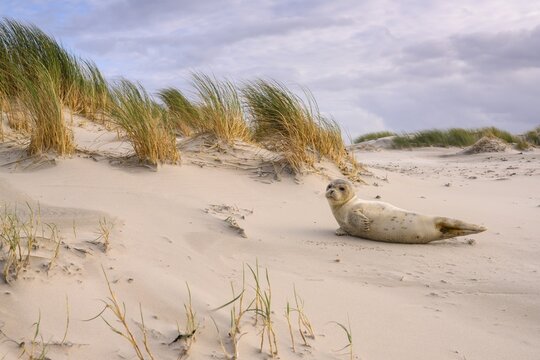 Seal in the dunes on the North Sea, island, Spiekeroog, Lower Saxony, Germany