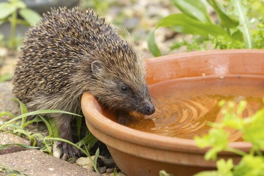 European hedgehog (Erinaceus europaeus) adult animal drinking water from a garden plant saucer in the summer, Suffolk, England, United Kingdom