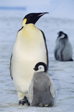 Emperor penguin (Aptenodytes forsteri) with chicks, shelf ice, ice shelf, Weddell Sea, Antarctica