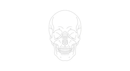 Human Skull Illustration Closeup. © Sari