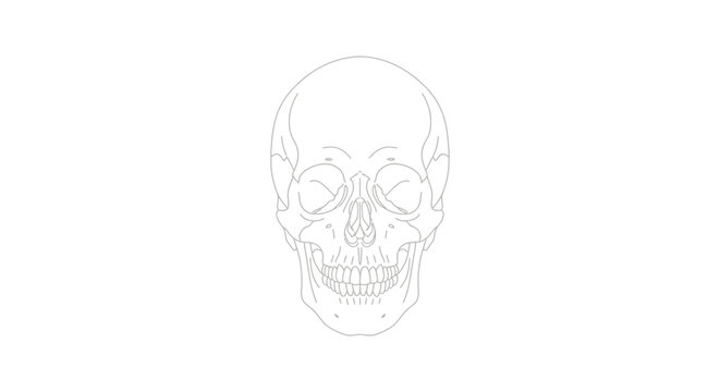 Human Skull Illustration Closeup.