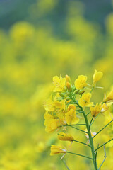 Obraz premium Close up of yellow canola flower blooming in spring field with bright yellow bokeh background and vertical copy space