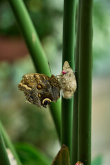 Obraz premium Owl butterfly emerging from cocoon on green plant stem