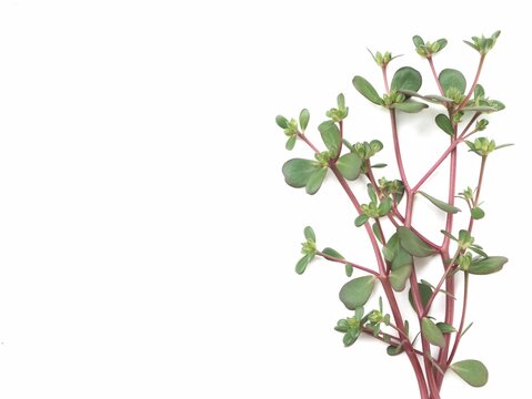 A branch of fresh green common purslane (Portulaca oleracea) isolated on a clean white background. Perfect for concepts related to healthy eating, wild edible weed and herbal medicine