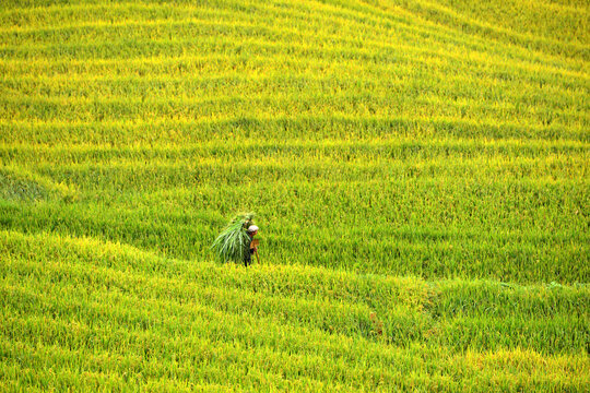 Farmer in Rice Terraces: A lone farmer, silhouetted against the lush green backdrop of meticulously cultivated rice terraces, carries a bundle of freshly harvested crops.