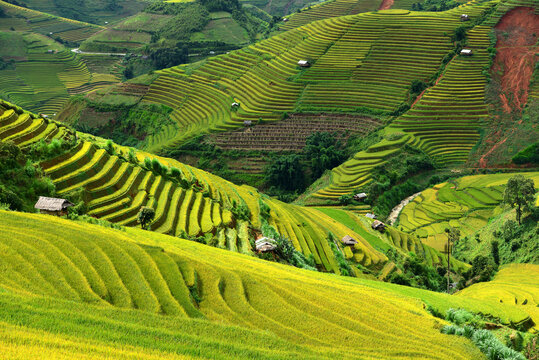 Vibrant Rice Terraces: Expansive, emerald-green rice terraces cascade down rolling hills, dotted with small traditional dwellings, showcasing a breathtaking agricultural landscape under a clear sky.