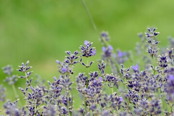 Obraz premium Lavendel