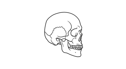 Human Skull Side View Illustration. © Supar