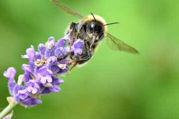 Hummel an Lavendel © Laura