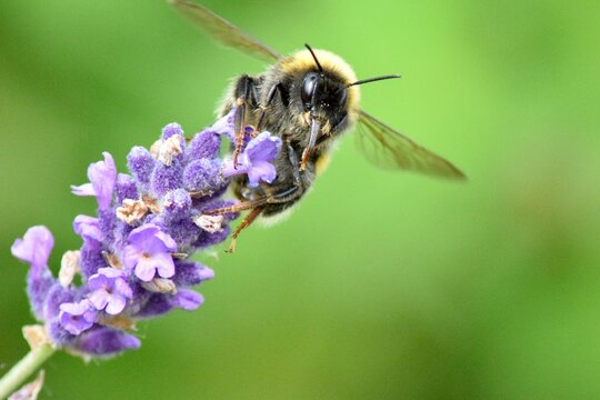 Hummel an Lavendel