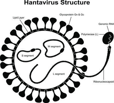 Hantavirus structure diagram illustrating viral components including genomic rna segments and lipid layer membrane surface.