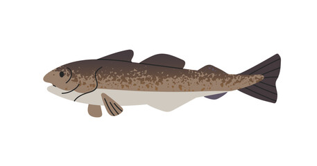 Wild sea fish wit spotted scales. Cod or trout is swimming in the water side view. Underwater animal with fins and flippers. Undersea fauna. Flat isolated vector illustration on white background © Paper Trident