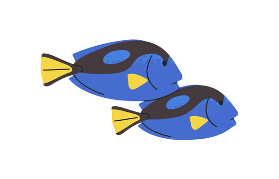 Two blue tang fish are swimming in the tropical water side view. Exotic wildlife of sea. Underwater animals with fins. Undersea fauna floating. Flat isolated vector illustration on white background