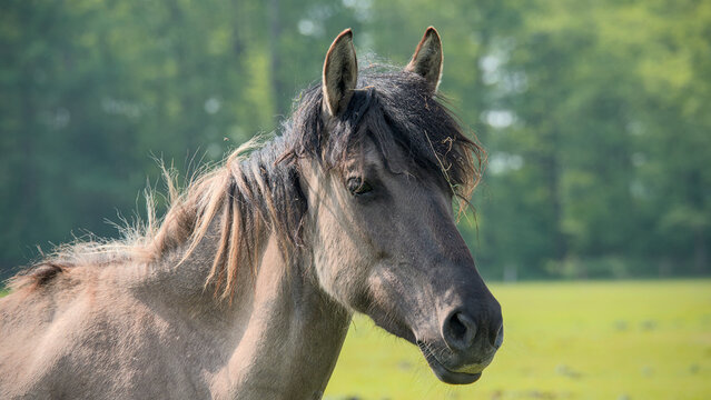 Beautiful Dulmen Pony mare looking direcltly into the camera, part of a wild horse herd