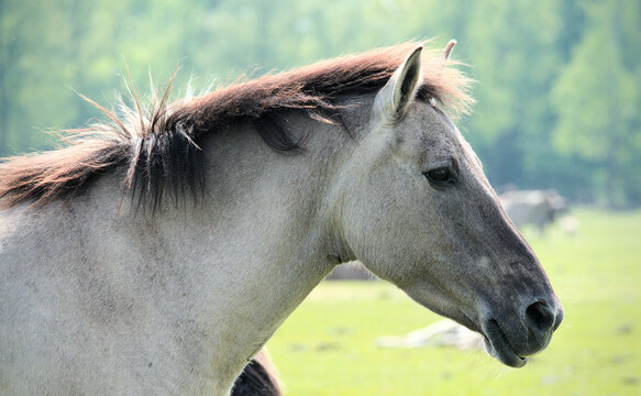 Beautiful Dulmen Pony mare looking direcltly into the camera, part of a wild horse herd