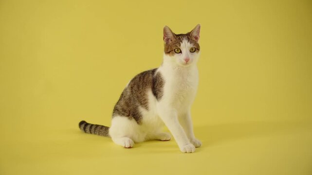 A tabby and white cat sits calmly on a yellow studio background. Alert posture and cheerful expression create playful pet atmosphere.