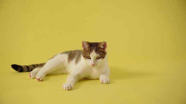 A tabby and white cat sleeps on a yellow studio background indoors. Relaxed posture and peaceful mood create cozy pet atmosphere.
