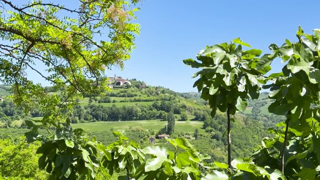 Scenic View of Piedmont Hills and Vineyards Through Green Fig Leaves