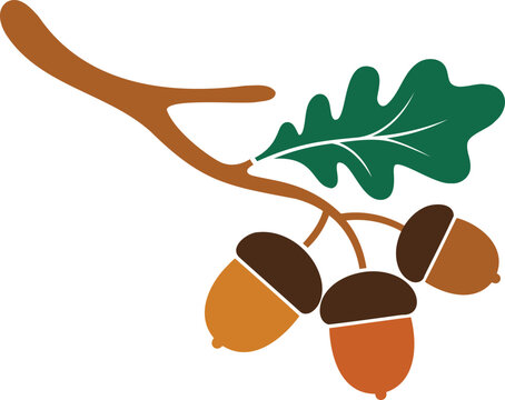 Colorful illustration of acorns and oak leaf on branch isolated on transparent background