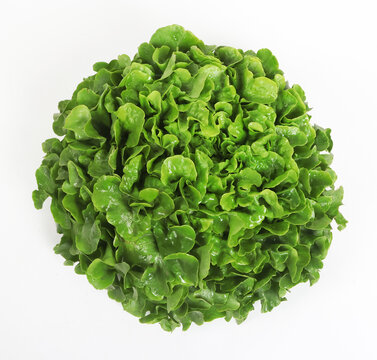 Salade feuille de ch&ecirc;ne verte fra&icirc;che, vue de dessus isol&eacute;e sur fond blanc