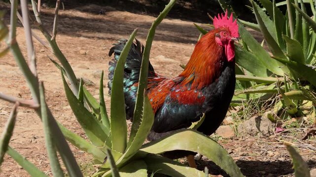 Dark Rooster Walking Slowly Through Aloe Desert Landscape