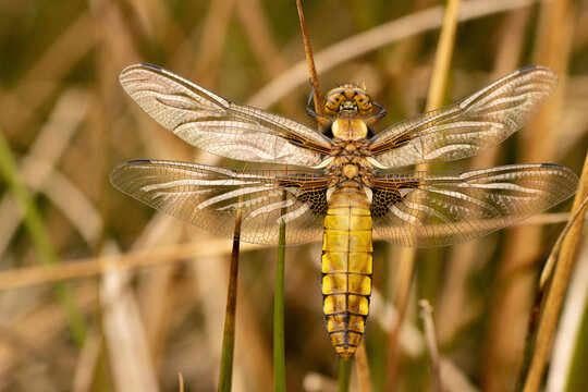 broad-bodied chaser (Libellula depressa)
