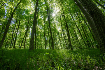 Fototapeta premium forest trees. nature green wood sunlight backgrounds.