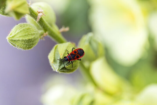 Firebug insect on green plant stem macro