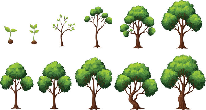 Tree growth stages from seedling to mature Vector