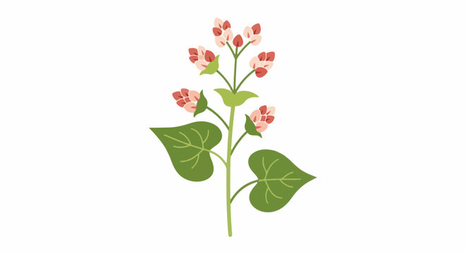 A minimalist illustration of a buckwheat plant with delicate pink blossoms and green leaves