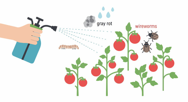 A hand sprays tomato plants to combat pests like wireworms and gray rot