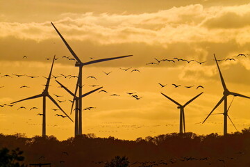 Vogelschwärme zwischen Windrädern © Karin Jähne